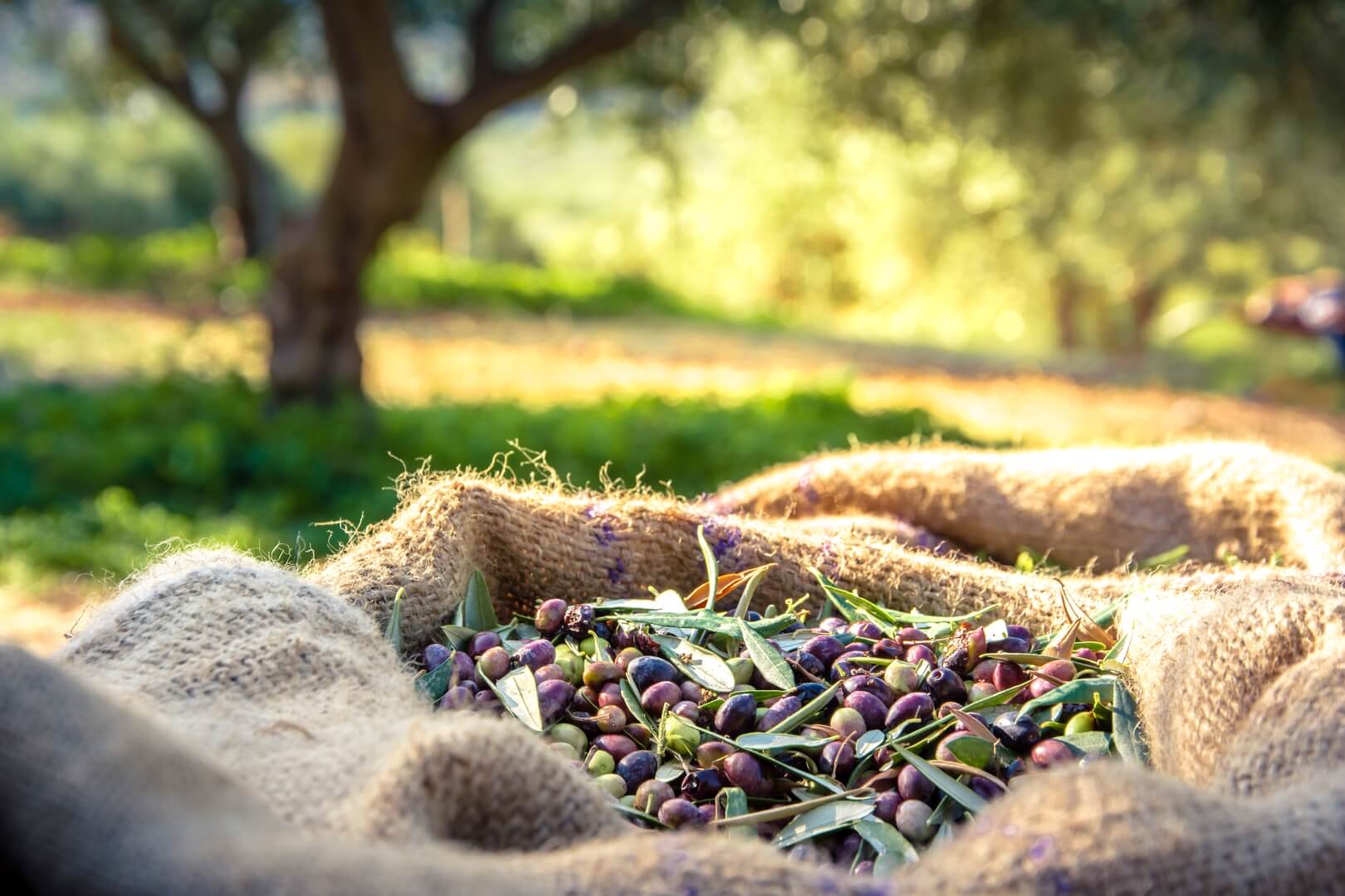 Oliwa z oliwek – źródło cennych przeciwutleniaczy